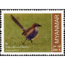 Endemische Vogelarten: Burmadrosselhherling (**)