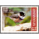Endemische Vogelarten: Burmesische Buschmeise (**)