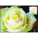 Rose 2009 - White Roses - Purity, Friendship and...