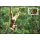 Worldwide Nature Conservation: Handed Gibbon -MAXIMUM CARDS MC(I)-