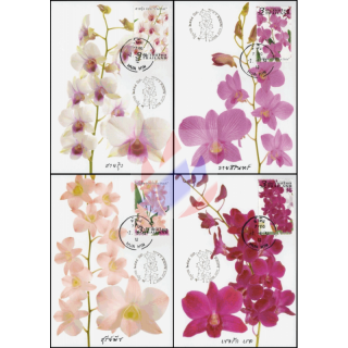 Orchideen: Dendrobium-Zchtungen -MAXIMUM KARTEN-